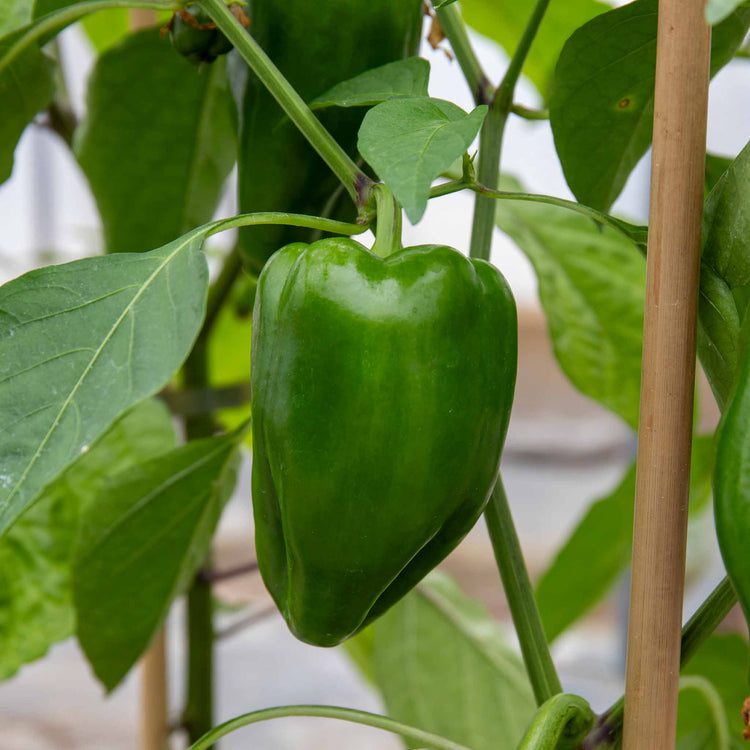 Sweet Pepper Plant 'Panache'