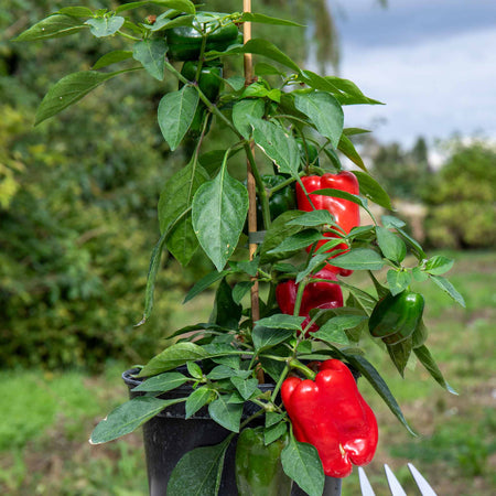 Sweet Pepper Plant 'Red Skin'