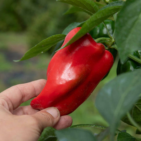 Sweet Pepper Plant 'Red Skin'