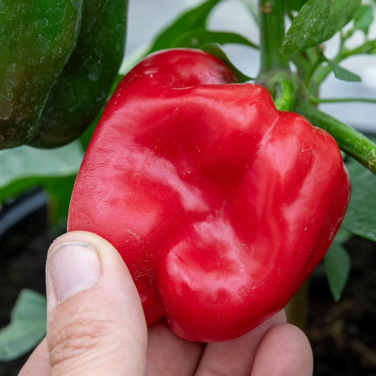 Sweet Pepper Plant 'Red Skin'