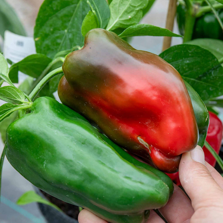 Sweet Pepper Plant 'Red Skin'