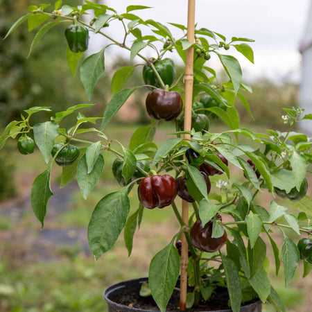 Sweet Pepper Plant 'Sweetonia Chocolate'