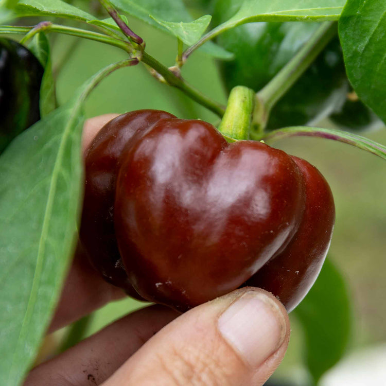 Sweet Pepper Plant 'Sweetonia Chocolate'