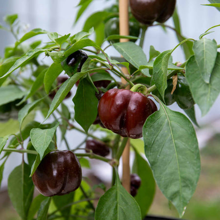 Sweet Pepper Plant 'Sweetonia Chocolate'