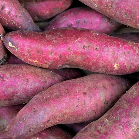 Sweet Potato Plant 'Erato Violet'