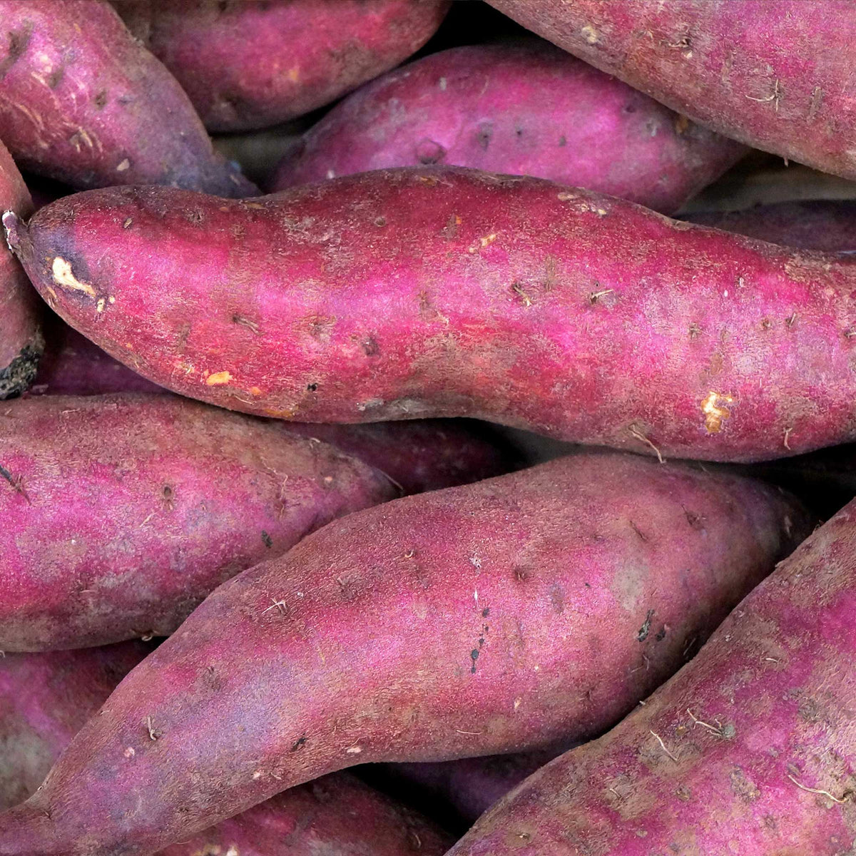 Sweet Potato Plant 'Erato Violet' | Marshalls Garden