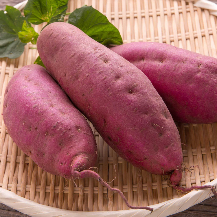 Sweet Potato Plant 'Erato Violet'
