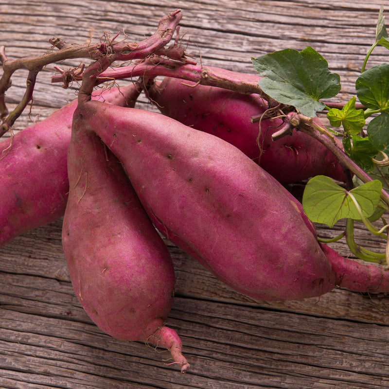 Sweet Potato Plant 'Erato Violet'