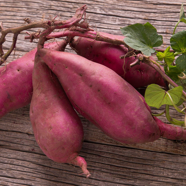 Sweet Potato Plant 'Erato Violet'