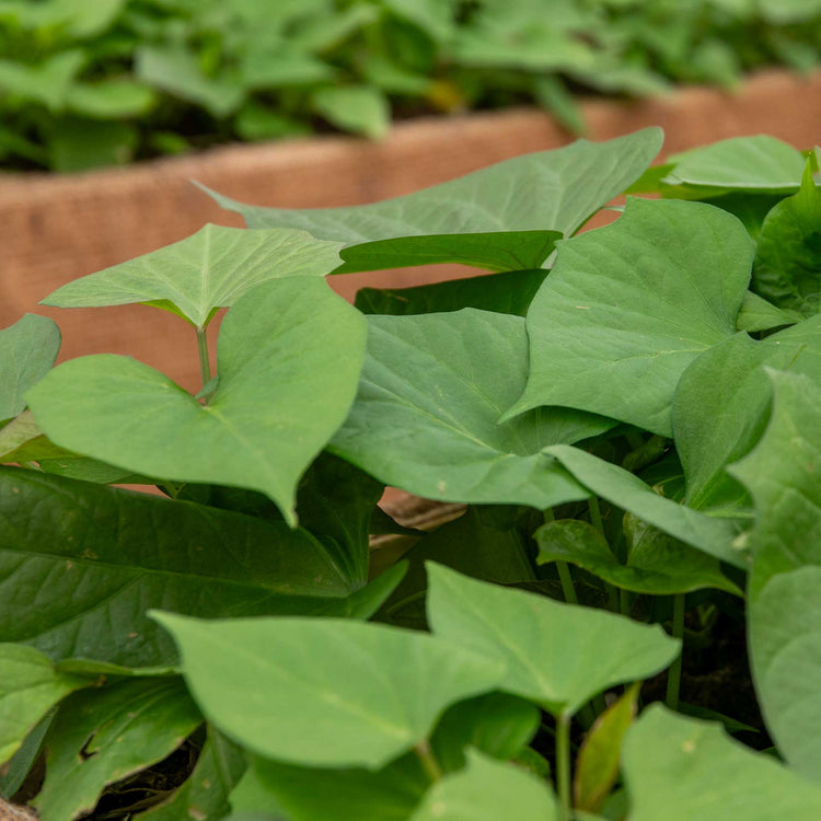 Sweet Potato Plant 'Orleans Orange'