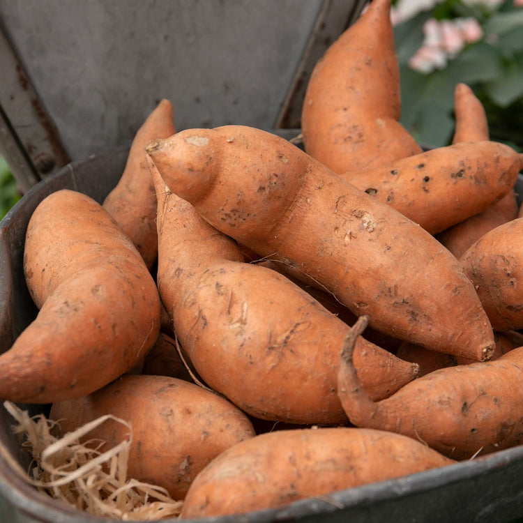 Sweet Potato Plant 'Orleans Orange'