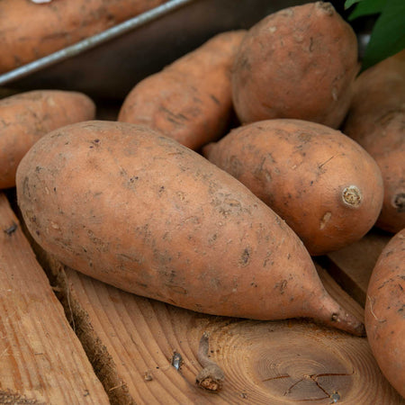 Sweet Potato Plant 'Beauregard'