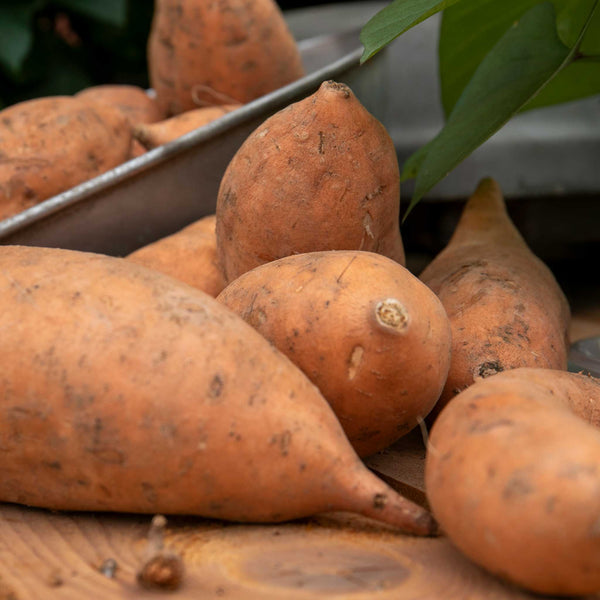 Sweet Potato Plant 'Erato® Vineland Early Orange'