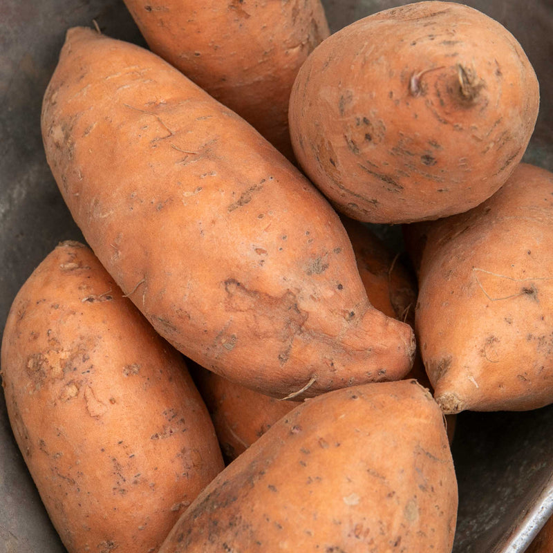 Rooted Sweet Potato Plant 'Beauregard'
