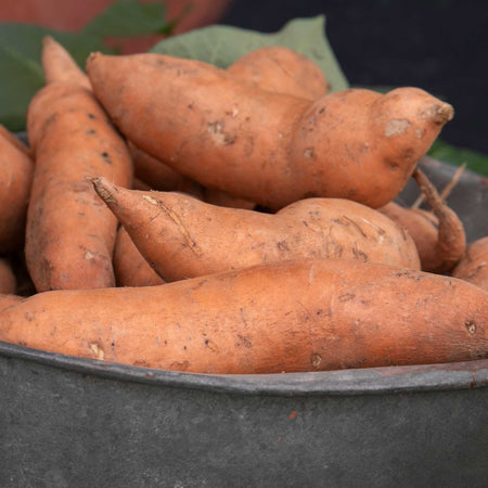 Rooted Sweet Potato Plant 'Beauregard'