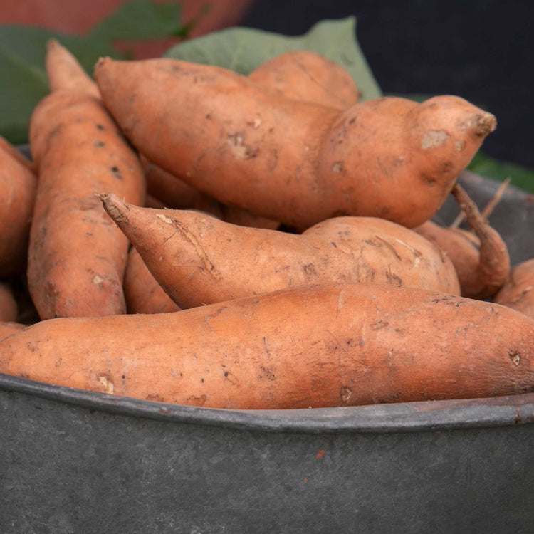 Rooted Sweet Potato Plant 'Beauregard'