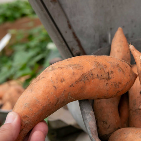 Sweet Potato Plant 'Evangeline'