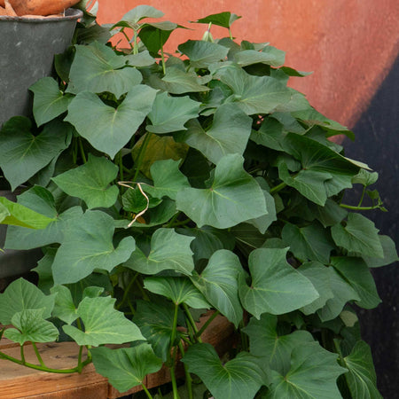 Sweet Potato Plant 'Erato® Vineland Early Orange'