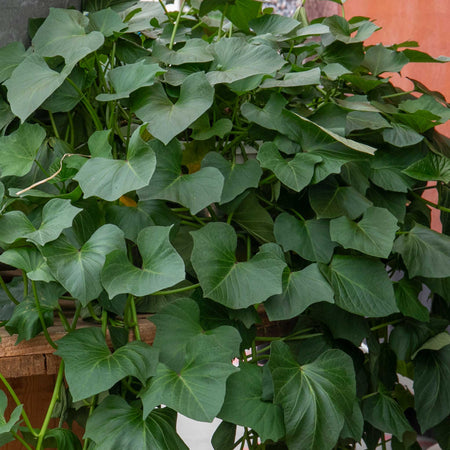 Sweet Potato Plant 'Evangeline'