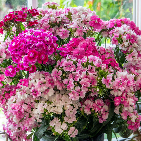 Sweet William 'Heritage Mix'