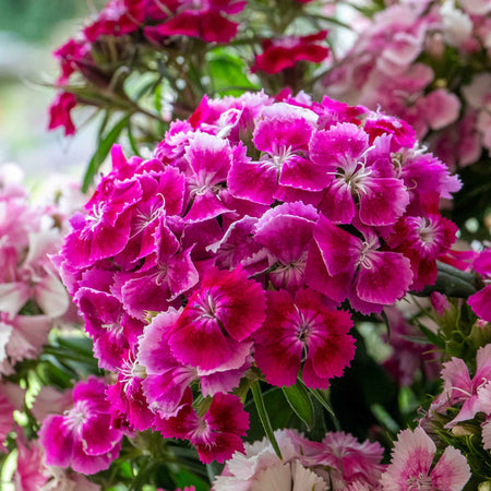 Sweet William 'Heritage Mix'