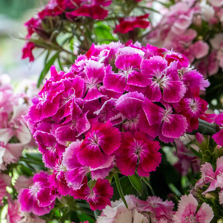 Sweet William 'Heritage Mix'