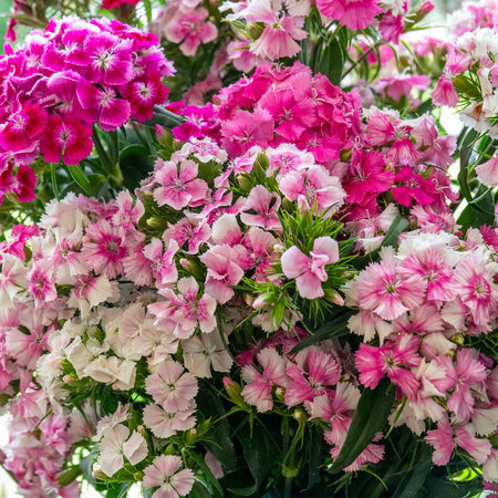 Sweet William 'Heritage Mix'