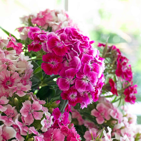 Sweet William 'Heritage Mix'