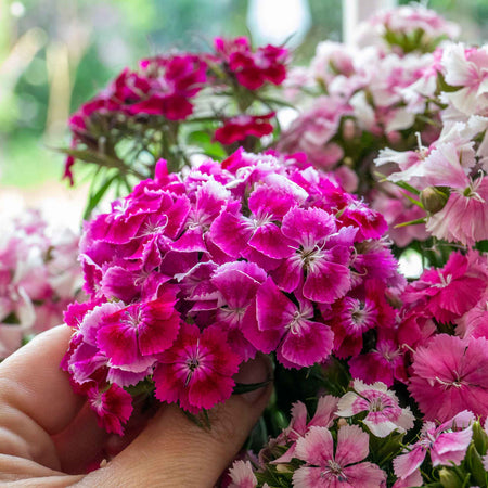 Sweet William 'Heritage Mix'