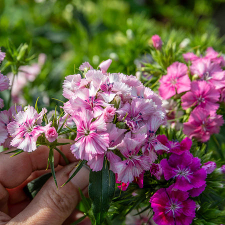 Sweet William 'Heritage Mix Bare Root'