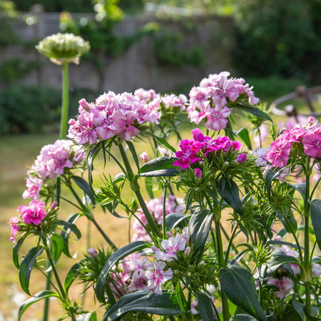 Sweet William 'Heritage Mix'