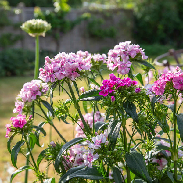 Sweet William 'Heritage Mix Bare Root'