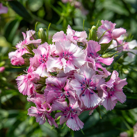 Sweet William 'Heritage Mix Bare Root'