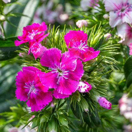 Sweet William 'Heritage Mix Bare Root'