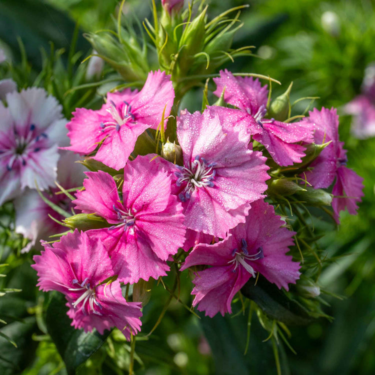 Sweet William 'Heritage Mix Bare Root'