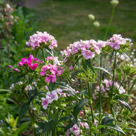 Sweet William 'Heritage Mix Bare Root'