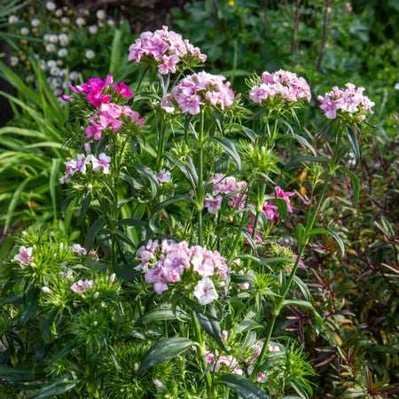 Sweet William 'Heritage Mix Bare Root'
