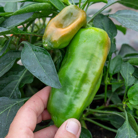 Sweet Pepper Plant 'Peppers from Heaven Orange'