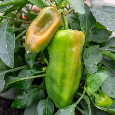 Sweet Pepper Plant 'Peppers from Heaven Orange'