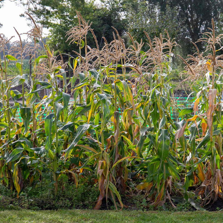 Sweetcorn Earlibird