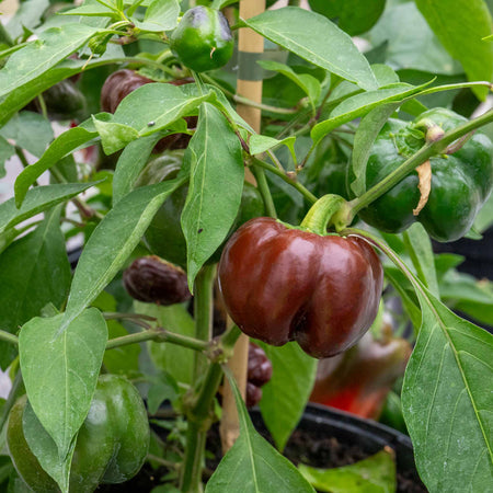 Sweet Pepper Plant 'Sweetonia Chocolate'