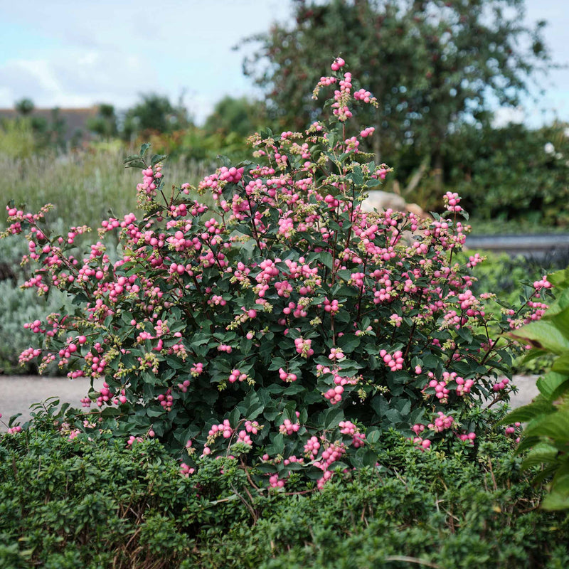 Snowberry 'Magical Candy'
