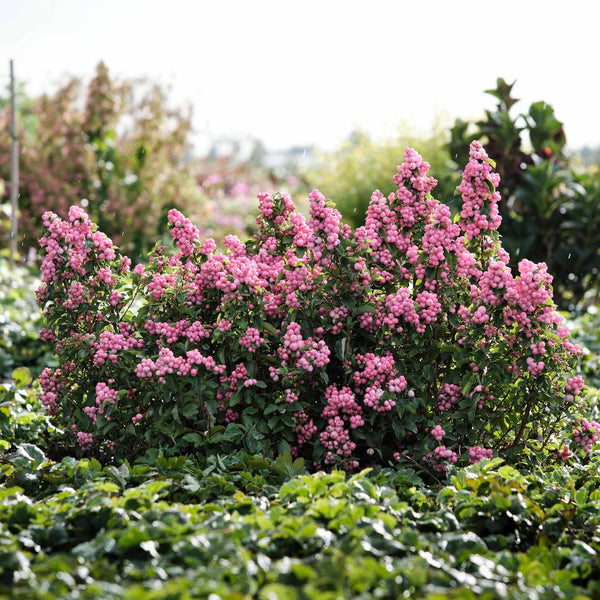 Snowberry 'Magical Sweet'