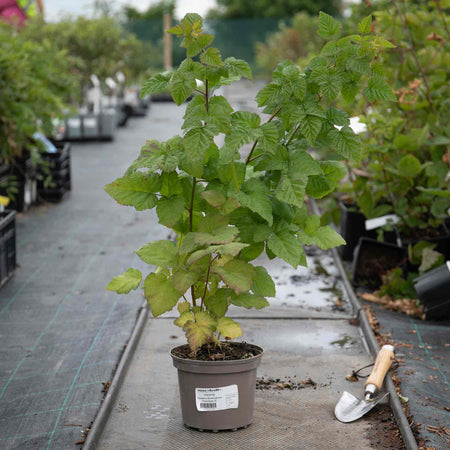 Thornless Raspberry Plant 'Tayberry Buckingham'