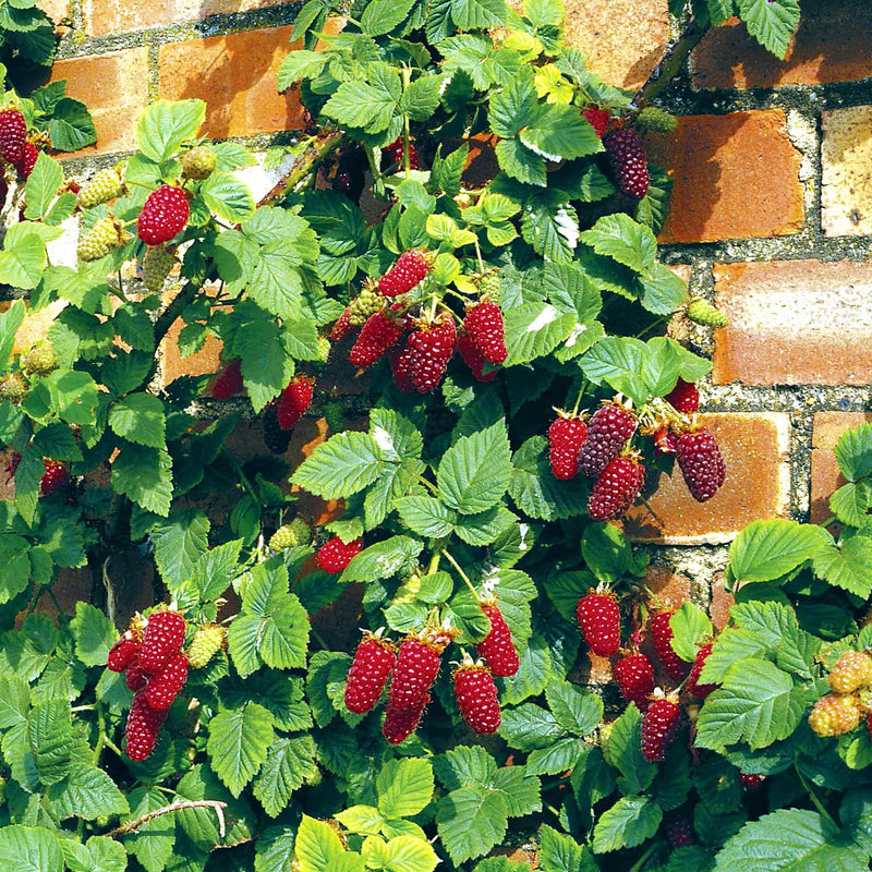 Thornless Raspberry Plant 'Tayberry Buckingham'