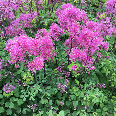 Thalictrum 'Little Pinkie'