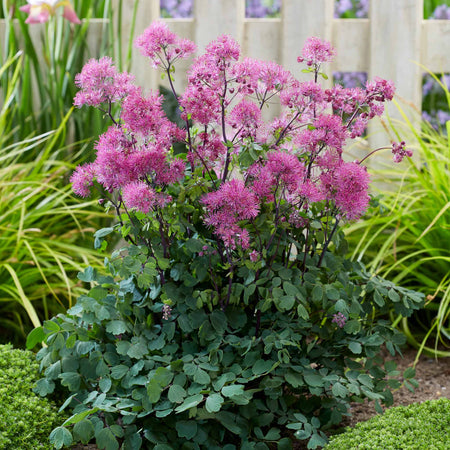 Thalictrum 'Little Pinkie'