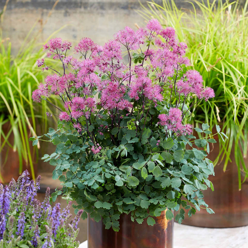 Thalictrum 'Little Pinkie'