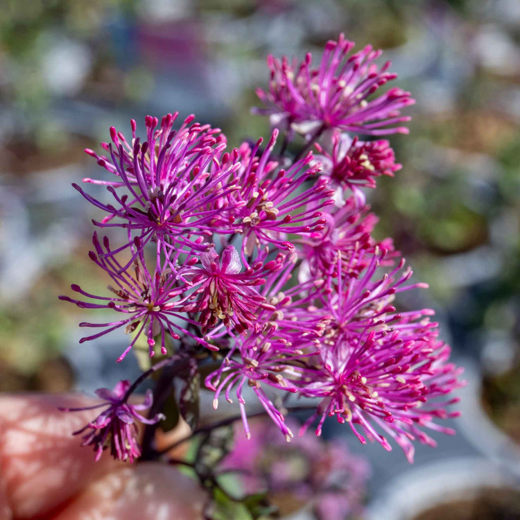 Thalictrum 'Little Pinkie'