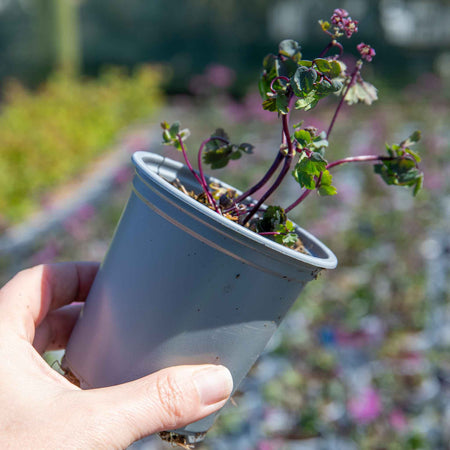Thalictrum 'Little Pinkie'
